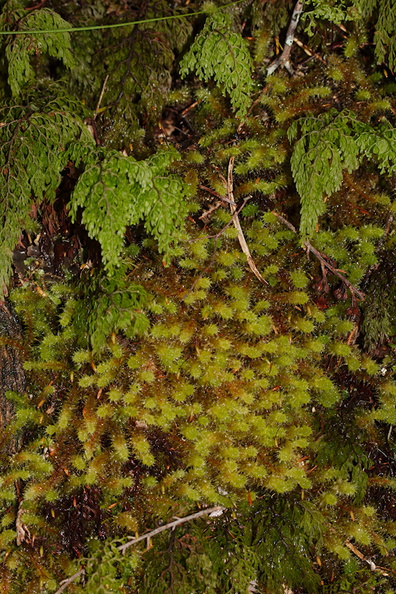 Ptychomnion-aciculare-moss-and-filmy-fern-Abel-Tasman-2013-06-07-IMG_8008.jpg