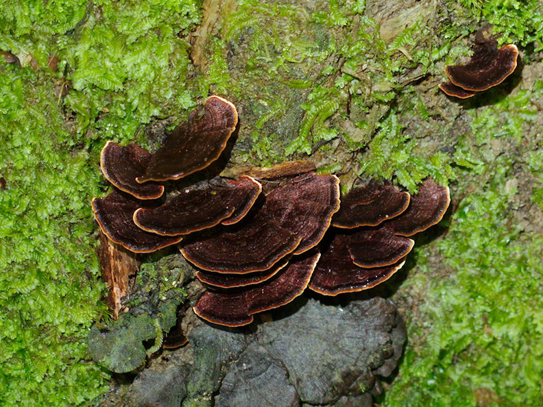 bracket-fungus-with-gold-rim-Abel-Tasman-coast-track-2013-06-07-IMG_1206.jpg