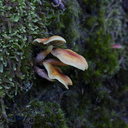 brown-russet-mushroom-Abel-Tasman-coast-track-2013-06-07-IMG 1217