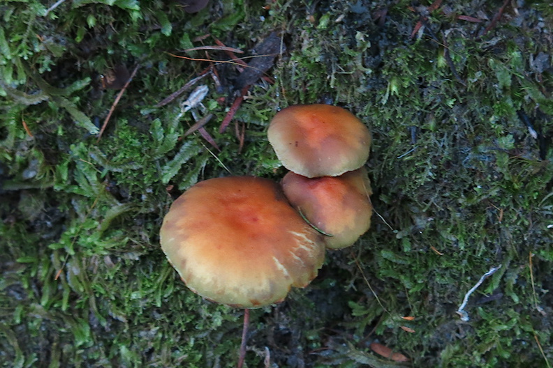 brown-russet-mushroom-Abel-Tasman-coast-track-2013-06-07-IMG_1220.jpg