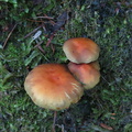 brown-russet-mushroom-Abel-Tasman-coast-track-2013-06-07-IMG 1220