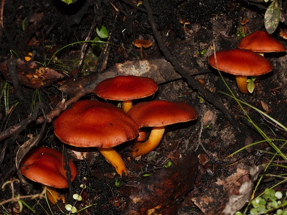 brown-russet-mushroom-Abel-Tasman-coast-track-2013-06-07-IMG 8020
