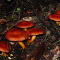 brown-russet-mushroom-Abel-Tasman-coast-track-2013-06-07-IMG 8020
