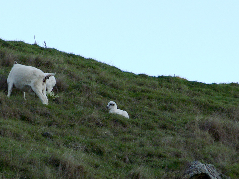 goats-and-kid-Glenduan-Track-2013-06-07-IMG_1177.jpg