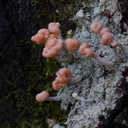 gray-lichen-with-salmon-pink-fruiting-bodies-Abel-Tasman-coast-track-2013-06-07-IMG 1224