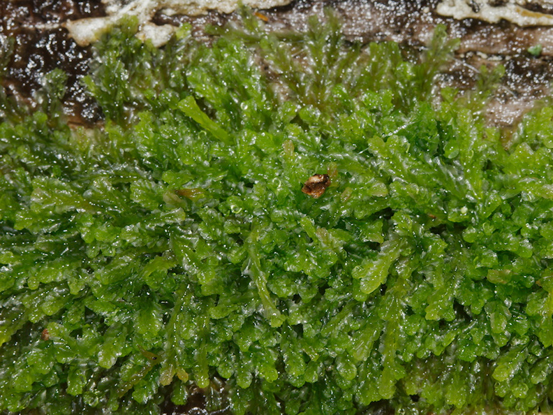 leafy-liverwort-Abel-Tasman-coast-track-2013-06-07-IMG_7967.jpg