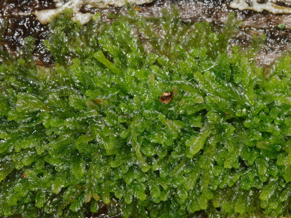 leafy-liverwort-Abel-Tasman-coast-track-2013-06-07-IMG 7967