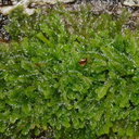 leafy-liverwort-Abel-Tasman-coast-track-2013-06-07-IMG 7967