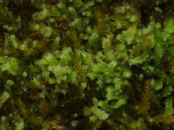 leafy-liverwort-Abel-Tasman-coast-track-2013-06-07-IMG 8026