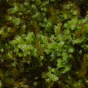 leafy-liverwort-Abel-Tasman-coast-track-2013-06-07-IMG 8026