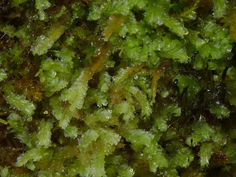 leafy-liverwort-Abel-Tasman-coast-track-2013-06-07-IMG_8027.jpg