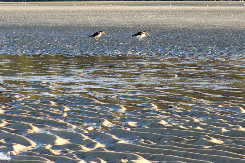 oystercatchers-Marahau-Beach-at-low-tide-2013-06-06-IMG 1185