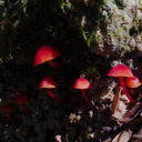 red-fungi-Abel-Tasman-coast-track-2013-06-07-IMG 1199