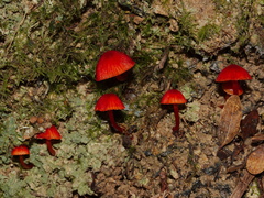 red-fungi-Abel-Tasman-coast-track-2013-06-07-IMG 7975