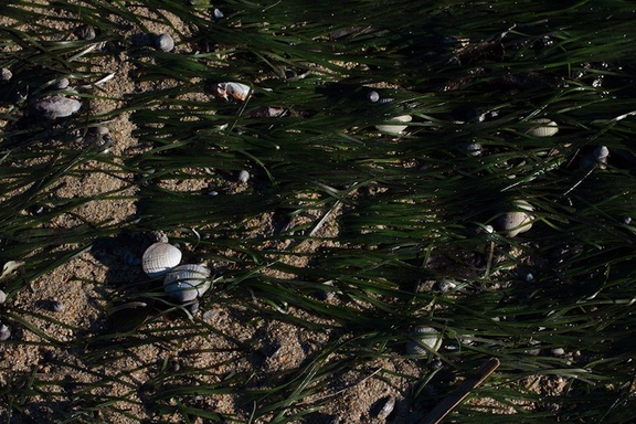 seagrass-bed-Marahau-Beach-at-low-tide-2013-06-06-IMG 7954