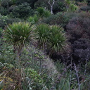 coastal-community-Cordyline-Tasman-Lookout-Piha-21-07-2011-IMG 3115