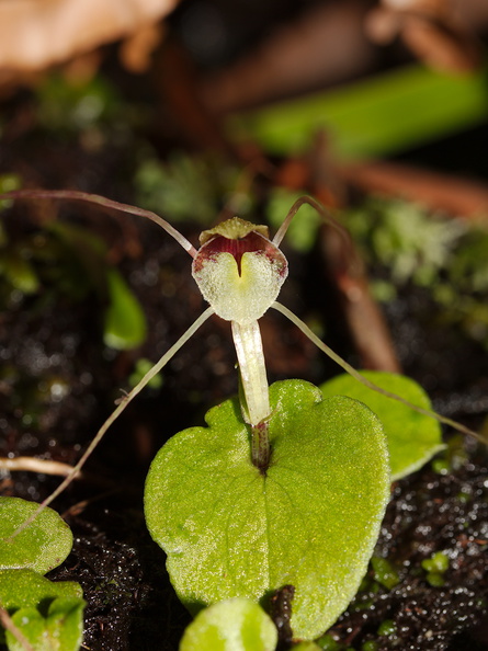 Corybas-papa-mudstone-spider-orchid-along-banks-Whakapapa-River-Owhango-2015-11-11-IMG_2546.jpg