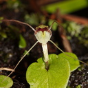 Corybas-papa-mudstone-spider-orchid-along-banks-Whakapapa-River-Owhango-2015-11-11-IMG 2546