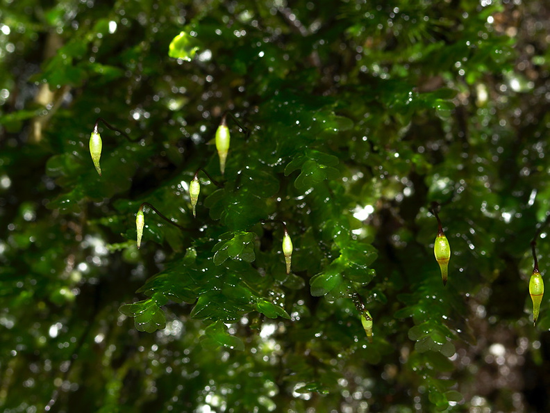 Distichophyllum-microcarpum-capsules2-dark-green-moss-Natural-Bridge-gorge-Mangapohue-2013-06-21-IMG_8410.jpg