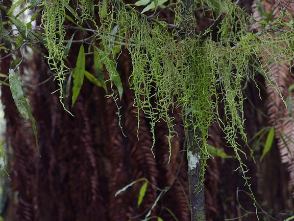 Weymouthia-mollis-old-mans-beard-dangling-moss-Timber-Track-Pureore-2013-06-22-IMG 1847