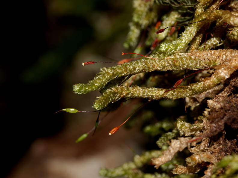 Cladomnion-ericoides-moss-Lake-Rotapounamou-Tongariro-2015-11-01-IMG_2371.jpg