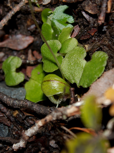Corybas-trilobus-spider-orchid-Silica-Rapids-Track-Tongariro-2015-11-02-IMG_2437.jpg