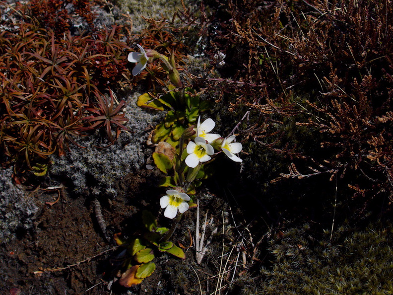 Ourisia-vulcanica-white-flowered-scroph-alpine-near-ski-area-Tongariro-2015-11-05-IMG_6275.jpg