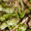 Pterygophyllum-quadrifarium-moss-Tongariro-River-Walk-2015-10-31-IMG 2342