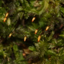 Rhizogonium-bifarium-moss-Lake-Rotapounamou-Tongariro-2015-11-01-IMG 2387