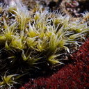 Rhynchomitrium-lanuginosum-and-Andreaea-rupestris-red-lantern-moss-valvate-capsules-near-ski-area-Tongariro-2015-11-05-IMG 6243 v2