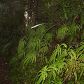 Sticherus-cunninghamia-umbrella-fern-Silica-Rapids-trail-Tongariro-23-06-2011-IMG_8762.jpg