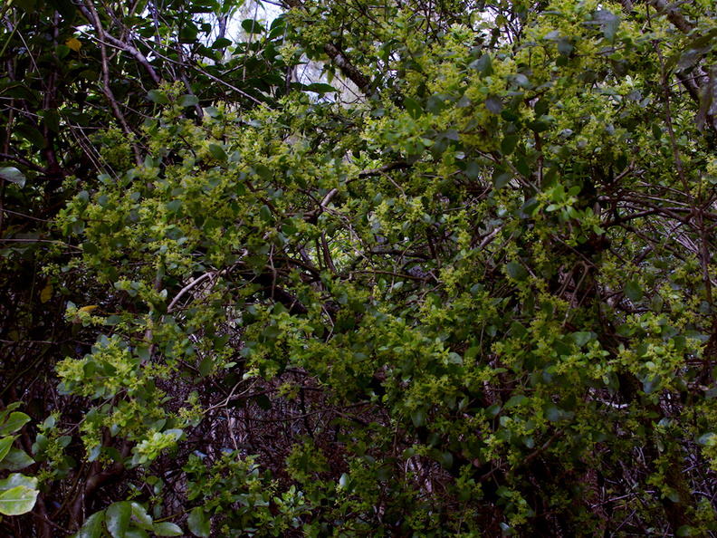 Tupeia-antarctica-white-mistletoe-staminate-plant-Lake-Rotapounamou-Tongariro-2015-11-01-IMG_6156.jpg