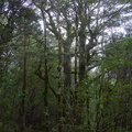 beech-forest-Silica-Rapids-trail-Tongariro-23-06-2011-IMG 8760