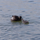 dabchick-being-fed-by-parents-Tokaanu-boat-launch-Taupo-2015-11-05-IMG 6291