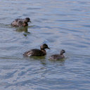 dabchick-being-fed-by-parents-Tokaanu-boat-launch-Taupo-2015-11-05-IMG 6295