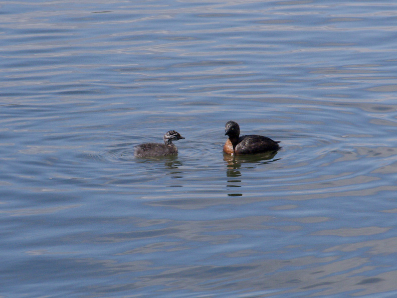 dabchick-being-fed-by-parents-Tokaanu-boat-launch-Taupo-2015-11-05-IMG_6296.jpg