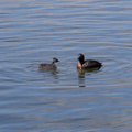 dabchick-being-fed-by-parents-Tokaanu-boat-launch-Taupo-2015-11-05-IMG 6296