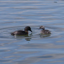dabchick-being-fed-by-parents-Tokaanu-boat-launch-Taupo-2015-11-05-IMG 6297