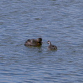 dabchick-being-fed-by-parents-Tokaanu-boat-launch-Taupo-2015-11-05-IMG 6302