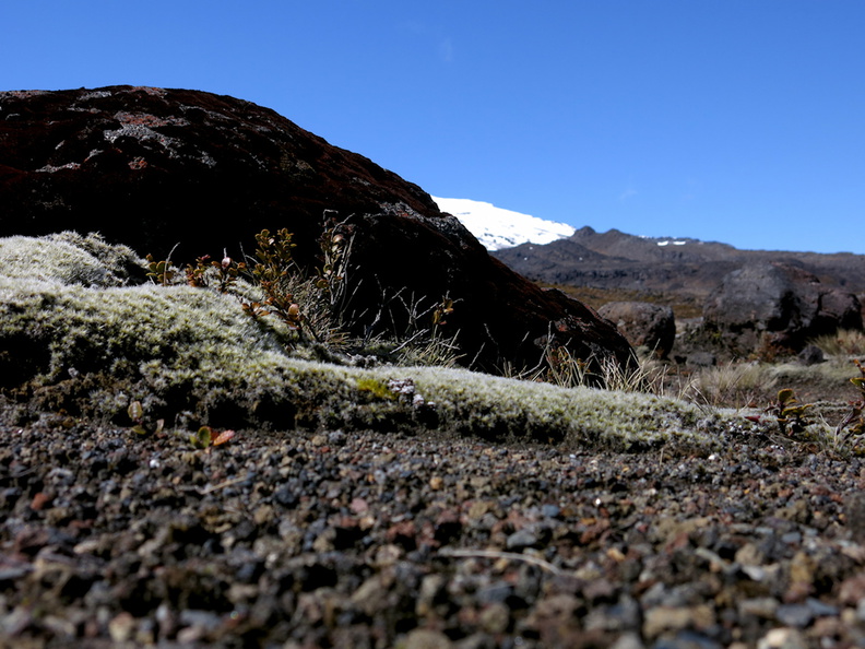 habitat-near-ski-area-Tongariro-2015-11-05-IMG_6262.jpg