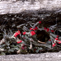 white-fruticose-lichen-with-red-spores-growing-between-dock-boards-Tokaanu-boat-launch-Taupo-2015-11-05-IMG 6331