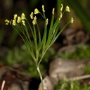 Schizaea-dichotoma-comb-fern-Rainbow-Mtn-2013-06-29-IMG 8611