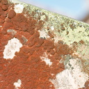 rusty-crustose-lichen-on-radio-tower-at-summit-Rainbow-Mtn-2013-06-29-IMG 8637