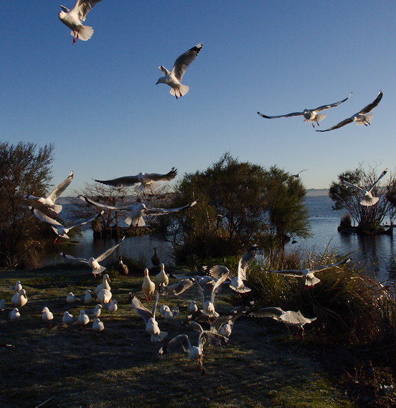seagulls-looking-for-fish-bits-Motutara-Point-Rotorua-2013-06-24-IMG_1885.jpg