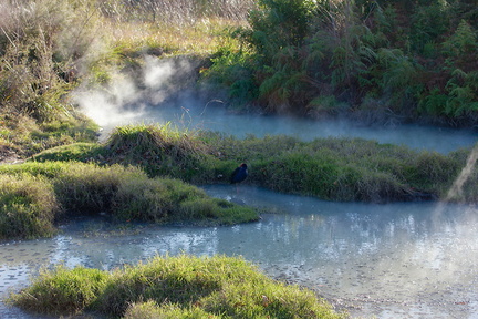 thermal-pool-Kuirau-Park-Rotorua-2013-06-26-IMG 8590