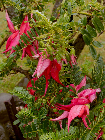 Clianthus-puniceus-kakabeak-red-flowered-shrub-at-campground-Waikaremoana-2015-10-24-IMG_6068.jpg