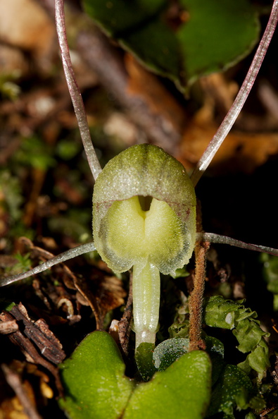 Corybas-trilobus-pale-spider-orchid-Aniwaniwa-to-Lake-Waikereti-2015-10-23-IMG_2274.jpg