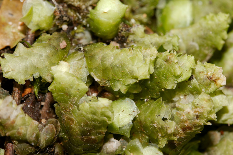 Pterygophyllum-quadrifarium-moss-Aniwaniwa-to-Lake-Waikereti-2015-10-23-IMG_2306.jpg