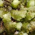Pterygophyllum-quadrifarium-moss-Aniwaniwa-to-Lake-Waikereti-2015-10-23-IMG_2306.jpg