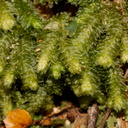 Pterygophyllum-quadrifarium-moss-Aniwaniwa-to-Lake-Waikereti-2015-10-23-IMG 2308